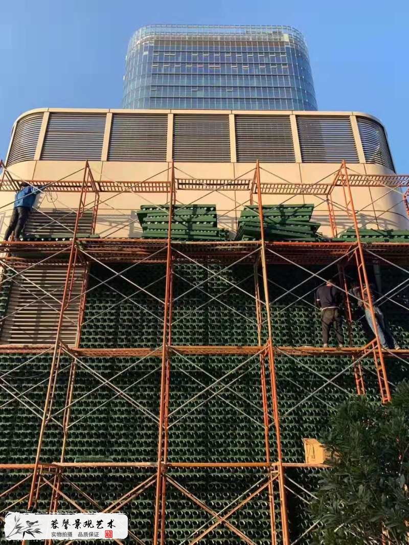 楼顶露台墙体植物墙