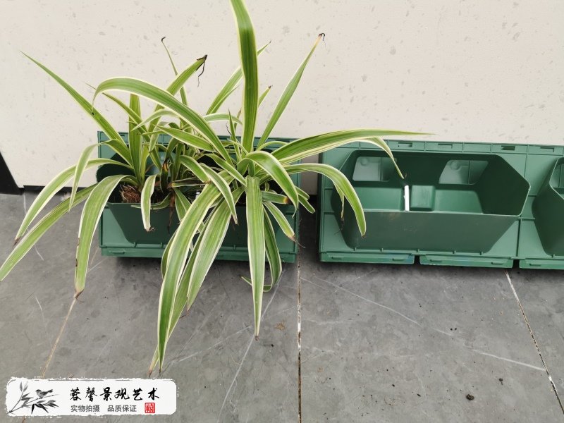 别墅垂直绿化