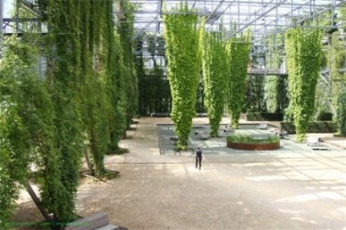 植物墙