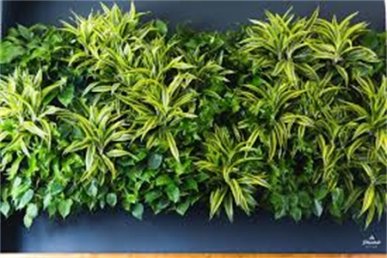 植物墙