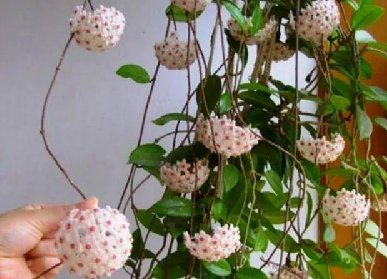 招财花