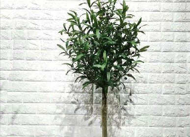仿真橄榄树