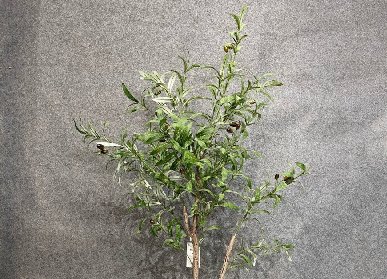 仿真橄榄树
