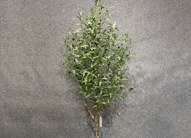 仿真橄榄树