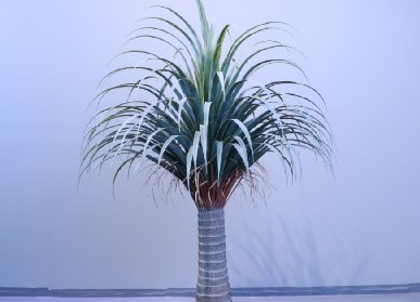 仿真龙血树
