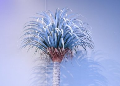 仿真龙血树
