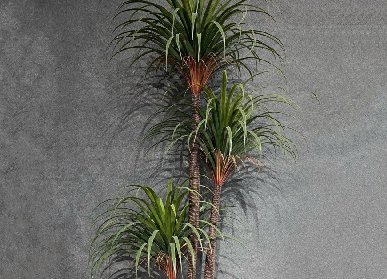 三杆龙血铁树